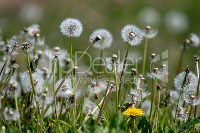 White dandelion field on green grass.