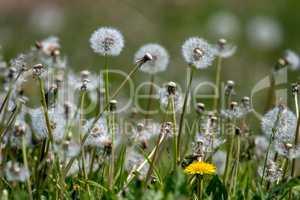 White dandelion field on green grass.
