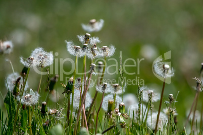 White dandelion field on green grass.