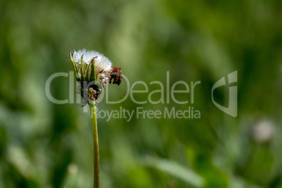 White dandelion flowers in green grass.