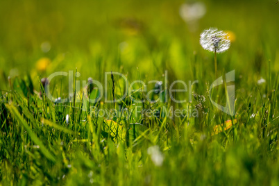 White dandelion flowers in green grass.