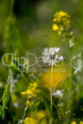 White dandelion flowers in green grass.