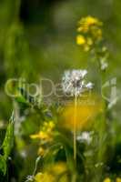 White dandelion flowers in green grass.