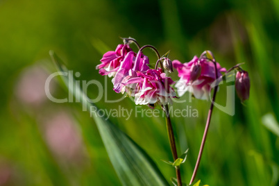 Pink rural flowers in green grass