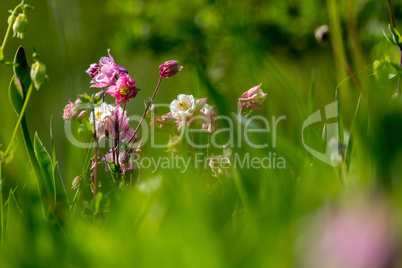Pink rural flowers in green grass