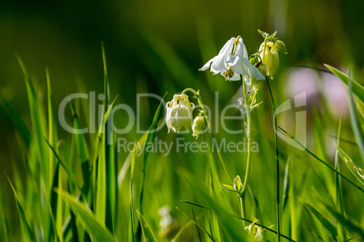 White rural flowers in green grass