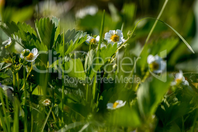 White strawberry flowers in green grass.