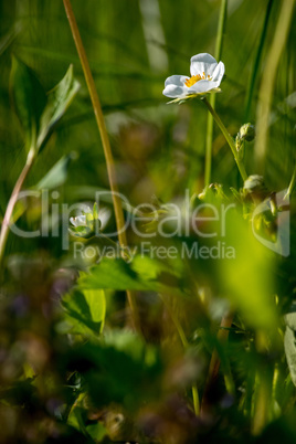 White strawberry flowers in green grass.