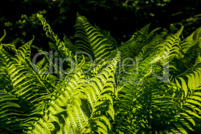 Green fern leaves as background.