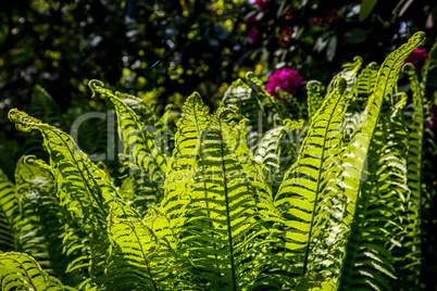 Green fern leaves as background.