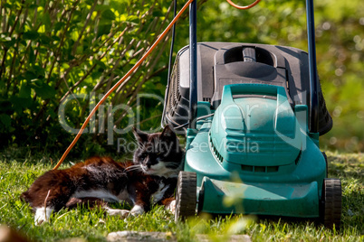 Cat sleeping at the lawnmower.