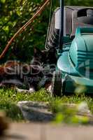 Cat sleeping at the lawnmower.