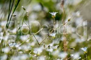 White rural flowers field on green grass.