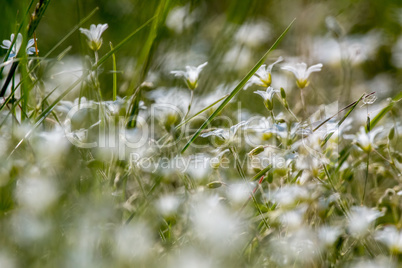 White rural flowers field on green grass.