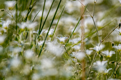 White wild flowers field on green grass.