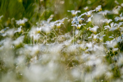 White wild flowers field on green grass.