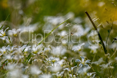White wild flowers field on green grass.