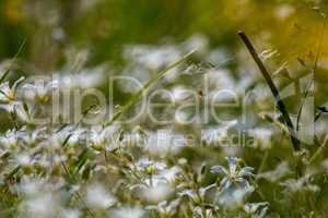 White wild flowers field on green grass.