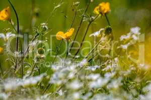 White and yellow wild flowers field on green grass.