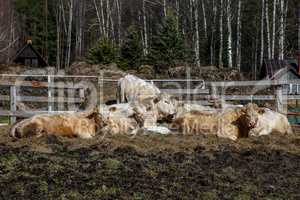 Cows in farm on paddock in Latvia