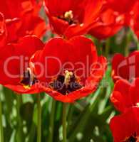 blossoming bud of a red tulip with a yellow pestle