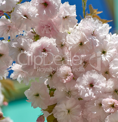 cherry branch with white blooming flowers