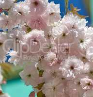 cherry branch with white blooming flowers