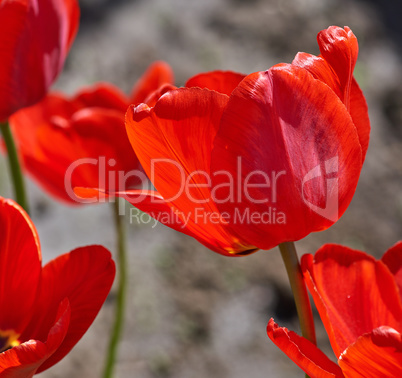 blossoming bud of a red tulip