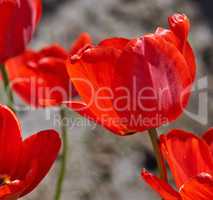 blossoming bud of a red tulip