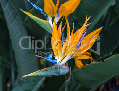 Strelitzia reginae, orange and blue bird of paradise flower
