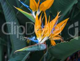 Strelitzia reginae, orange and blue bird of paradise flower