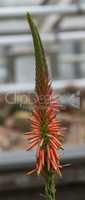 Close up of a flower stalk of an Aloe sheilae plant