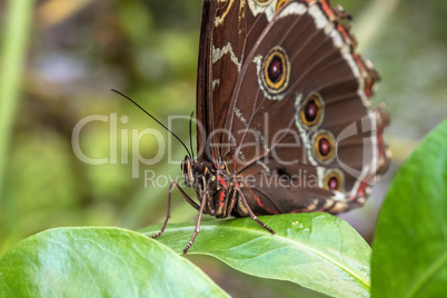 Blue morpho butterfly or the emperor, morpho peleides resting on a flower