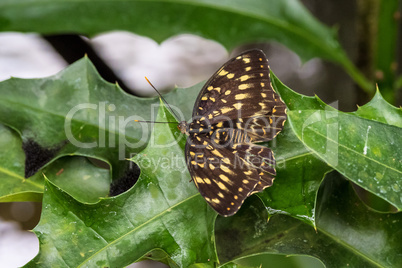 Papilio lormieri butterfly, Central Emperor Swallowtail on a leaf
