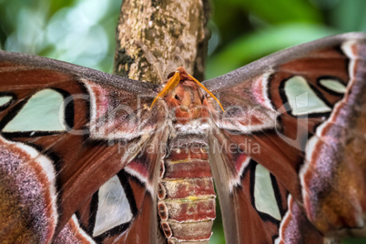 Attacus Atlas moths are one of the largest lepidopterans in the world