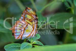 malachite butterfly, Siproeta stelenes is a neotropical brush-footed butterfly
