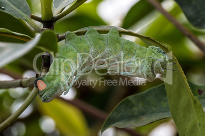 Atlas moth - Attacus atlas - caterpillar on its host plant stem