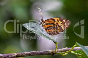 Heliconius ismenius, the Ismenius tiger or tiger heliconian