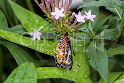 Cethosia cyane, the leopard lacewing, is a species of heliconiine butterfly