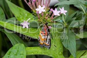 Cethosia cyane, the leopard lacewing, is a species of heliconiine butterfly