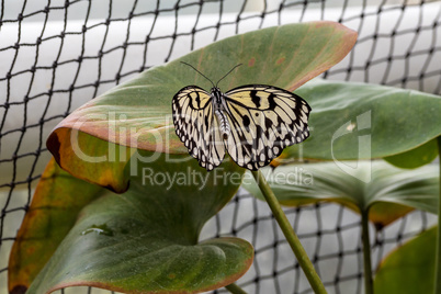 Tree Nymph butterfly or Rice Paper butterfly, Idea leuconoe on flowers