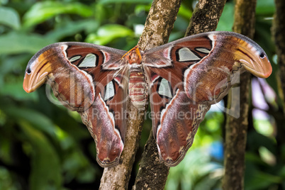 Attacus Atlas moths are one of the largest lepidopterans in the world