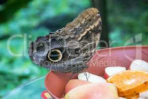 Owl butterfly ,caligo eurilochus. beautiful brown butterfly