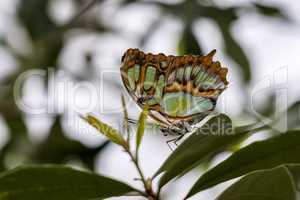 malachite butterfly, Siproeta stelenes is a neotropical brush-footed butterfly