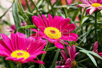 Colorful marguerite Robinson's red - red flower daisy marguerite