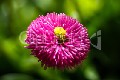 Top view of Red Chrysanthemum flower on green background