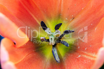 The tulip is a perennial, bulbous plant with showy flowers in the genus Tulipa