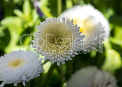 Top view of White Chrysanthemum flower on green background