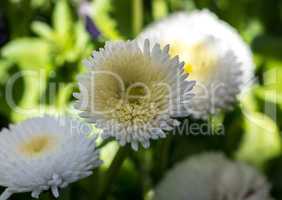 Top view of White Chrysanthemum flower on green background