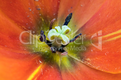 The tulip is a perennial, bulbous plant with showy flowers in the genus Tulipa